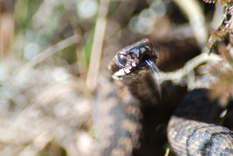 Vipera berus