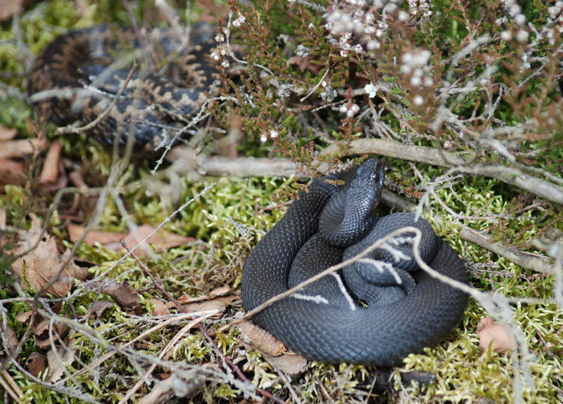 Vipera berus
