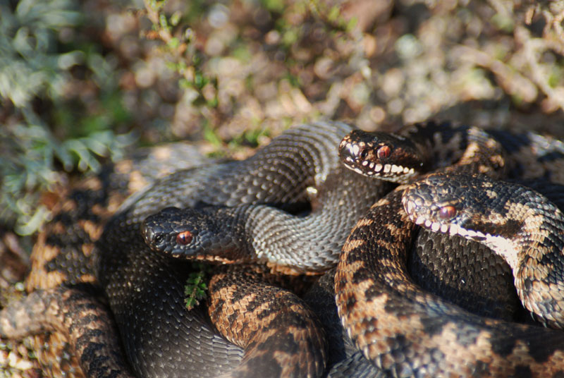 Vipera berus