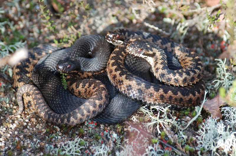 Vipera berus