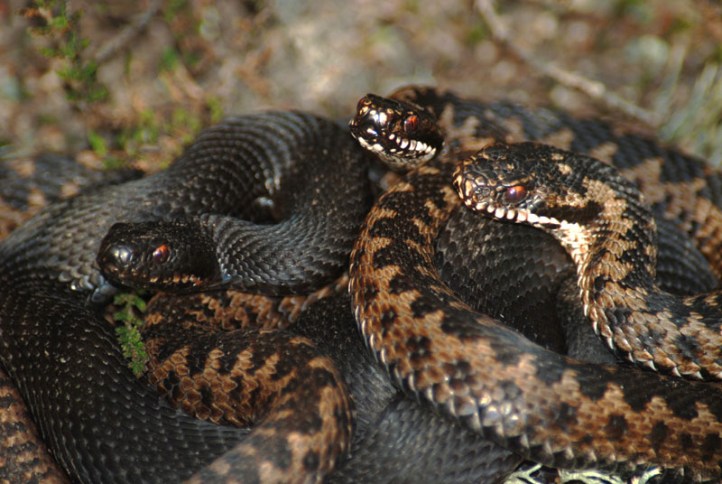 Vipera berus