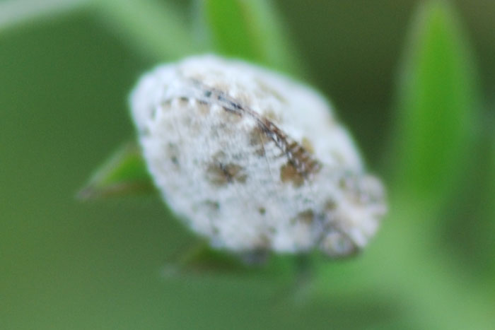 Issidae