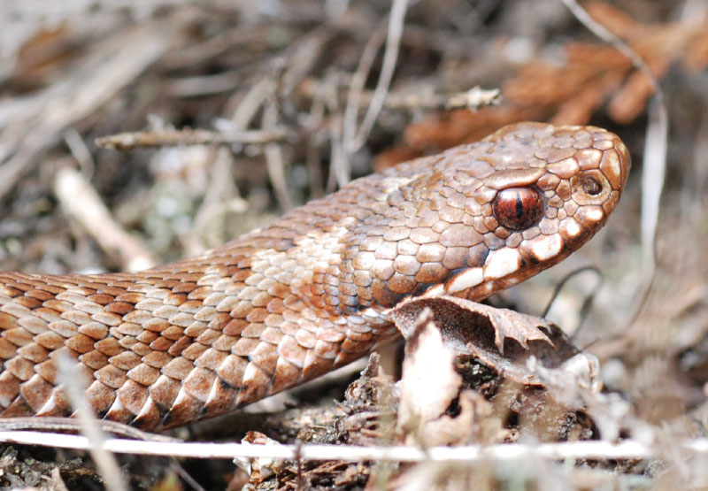 Vipera berus