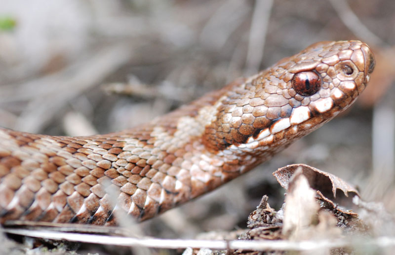 Vipera berus
