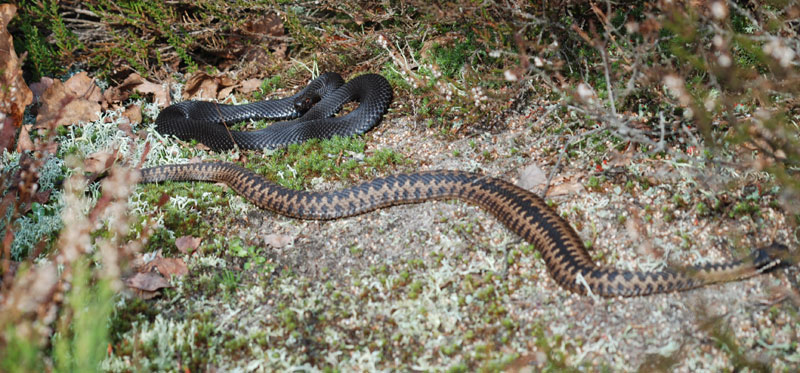 Vipera berus