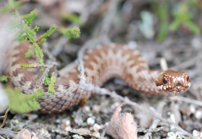 Vipera berus