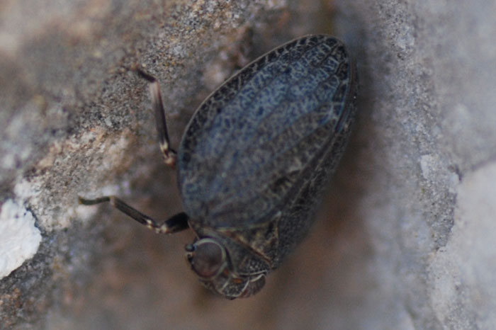 Issidae