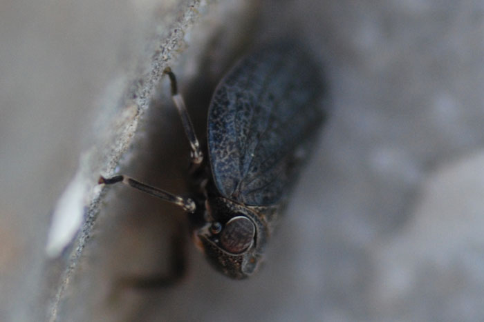 Issidae