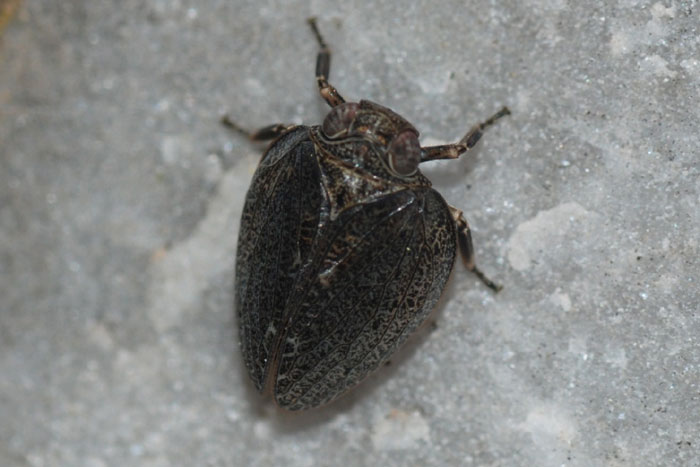 Issidae