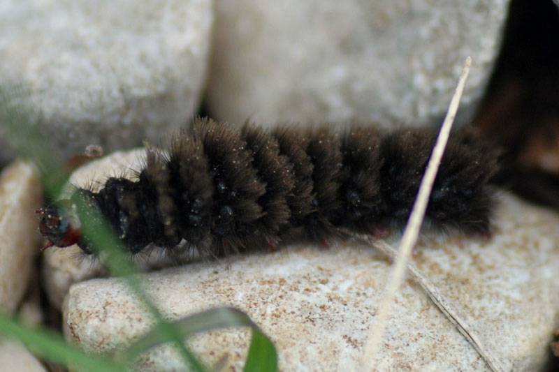 grub of Amata sp.?, Croatia, April 2010