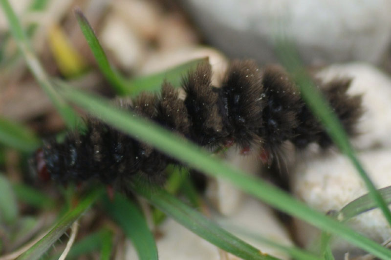 grub of Amata sp.?, Croatia, April 2010