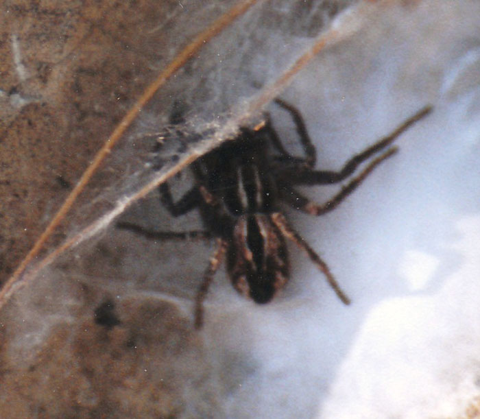 Thanatus sp.