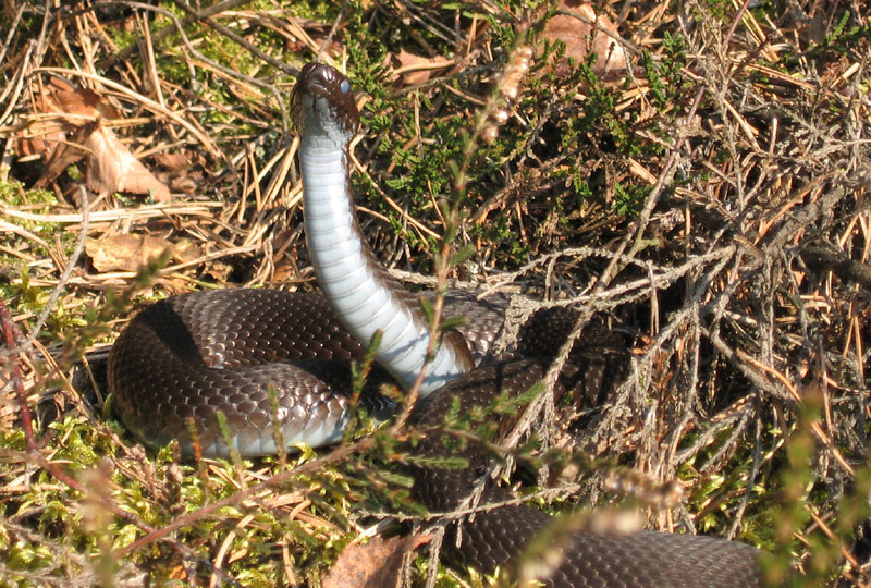 Vipera berus