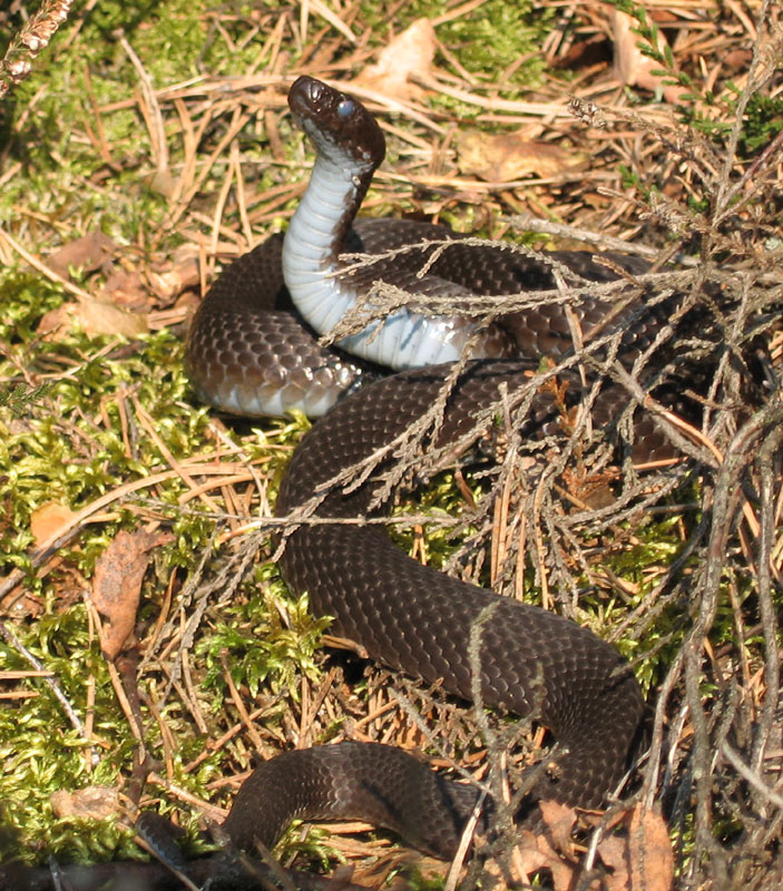 Vipera berus