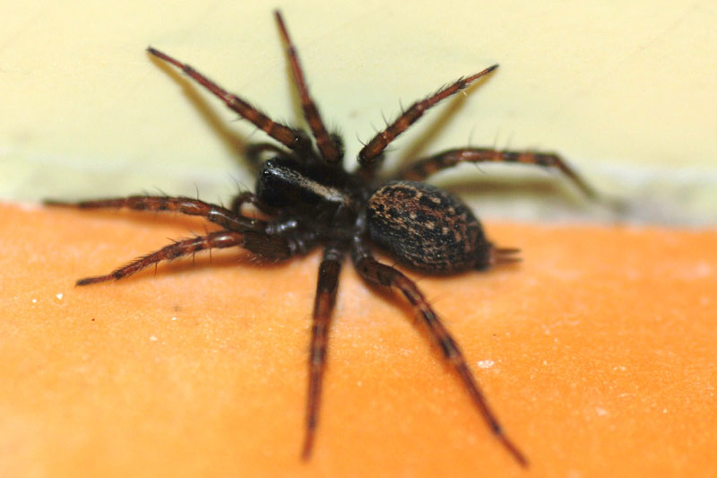 Textrix sp.