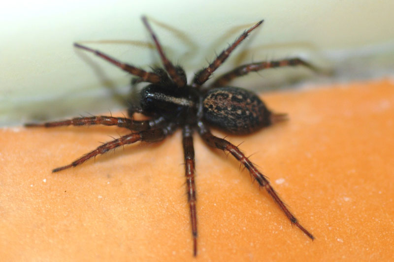 Textrix sp.