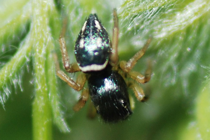 Heliophanus sp.