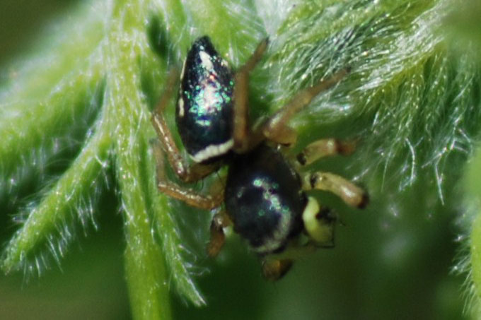 Heliophanus sp.