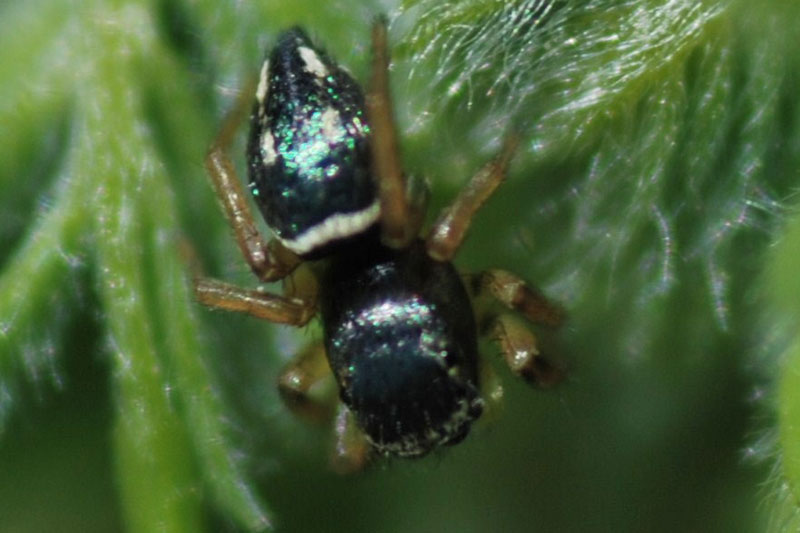 Heliophanus sp.