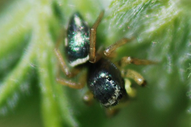 Heliophanus sp.
