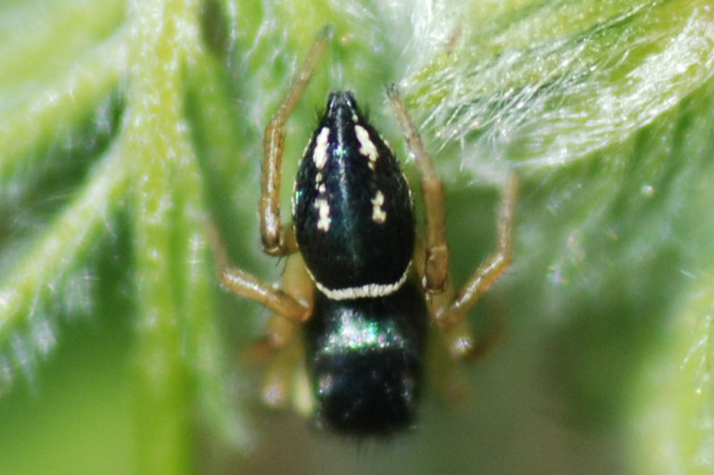 Heliophanus sp.