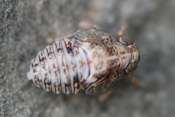 Issidae