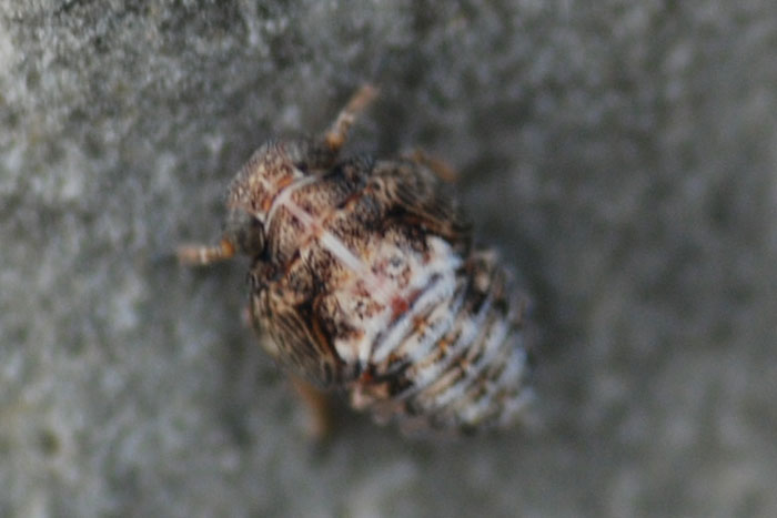 Issidae
