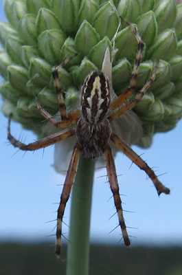 Neoscona adianta?