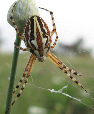 Neoscona adianta?