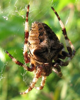 Araneidae