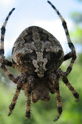 Araneidae