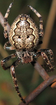 Araneidae