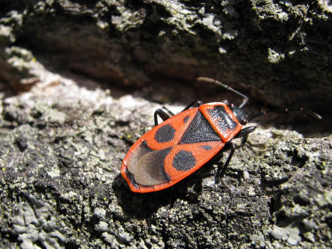 Pyrrhocoris apterus (f.pennata), forma alata