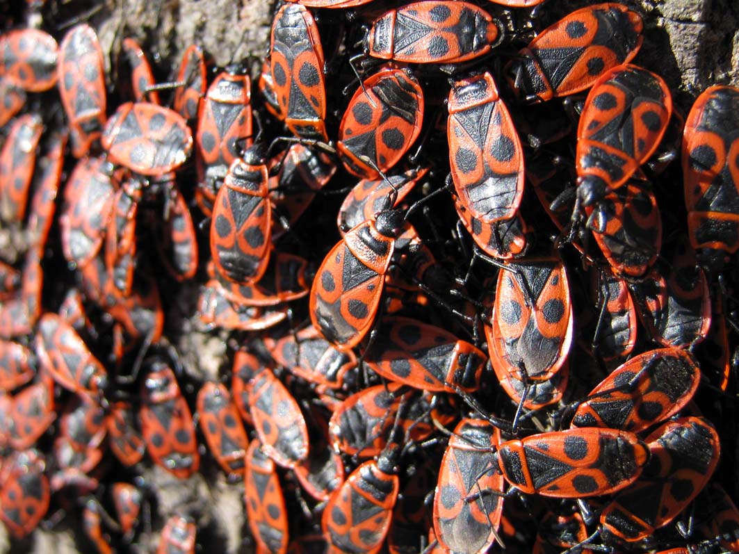 Pyrrhocoris apterus (f.pennata), forma alata