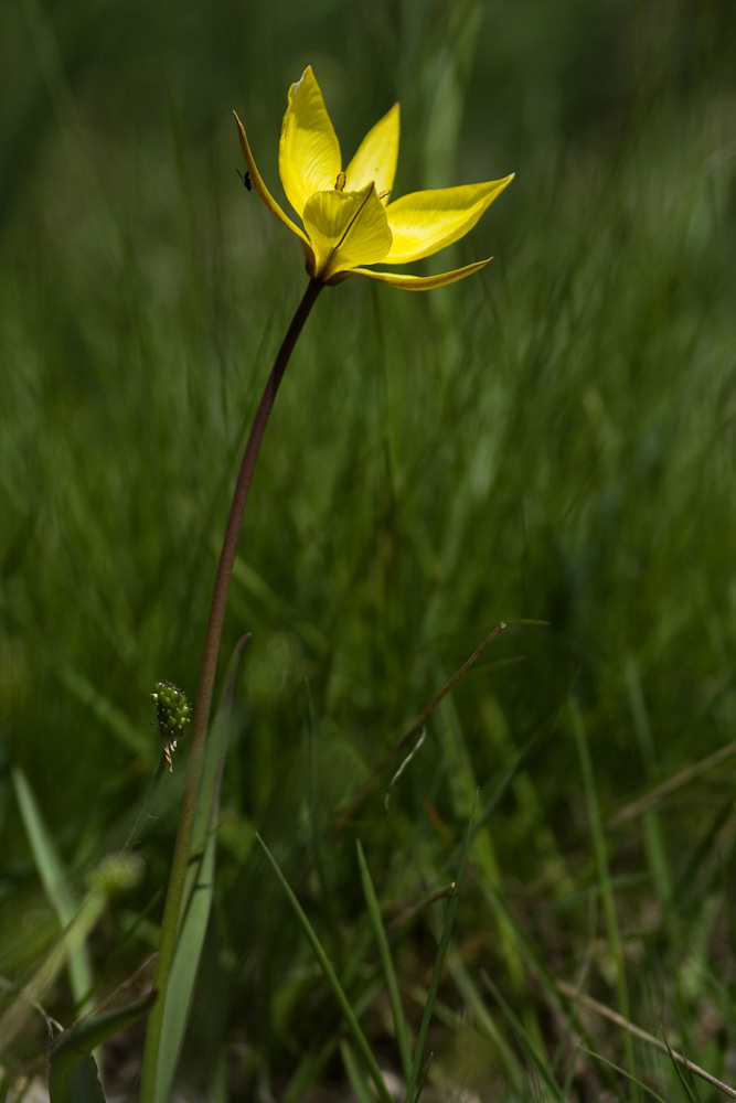 Tulipa australis