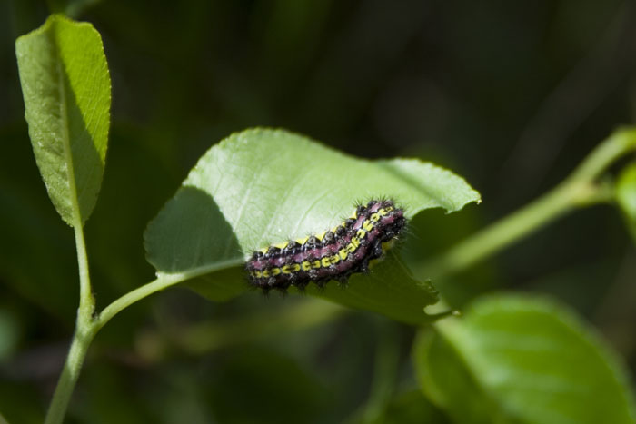 Aglaope infausta