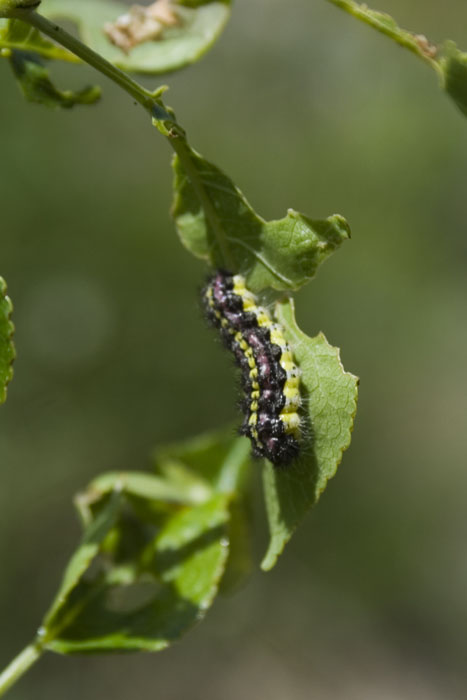 Aglaope infausta