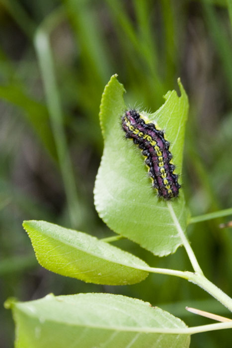 Aglaope infausta