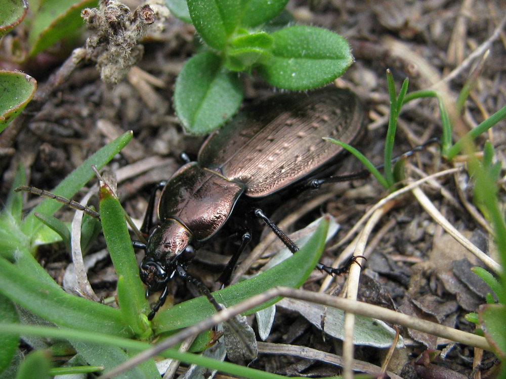 Carabus heteromorphus? no, C. fairmairei fenestrellanus