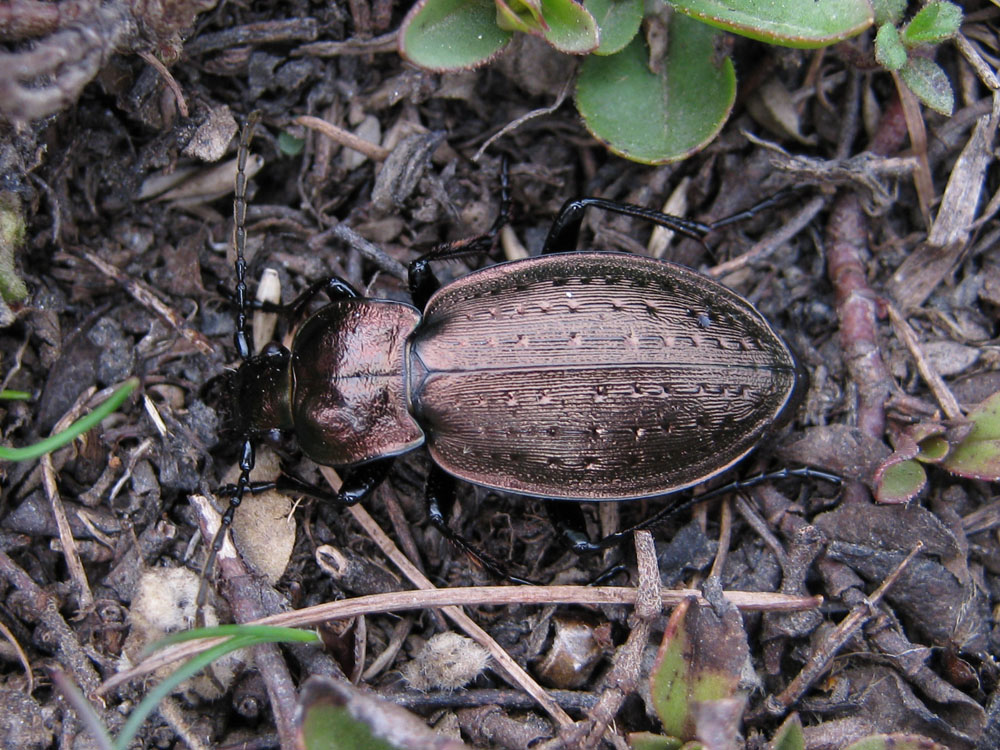 Carabus heteromorphus? no, C. fairmairei fenestrellanus