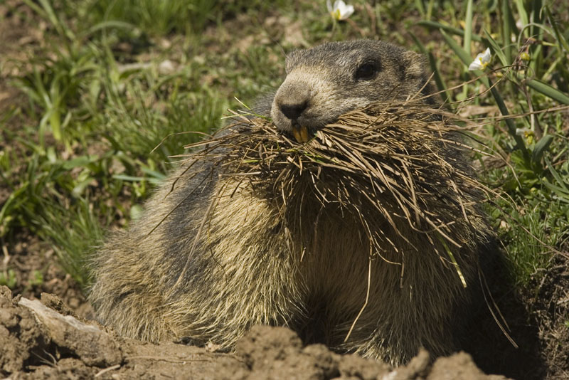 Pulizie di primavera? (Marmotta)