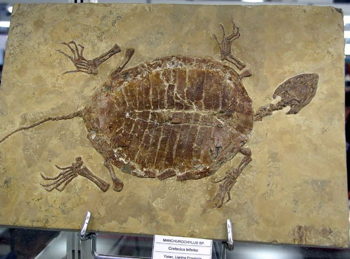 Tartaruga fossile