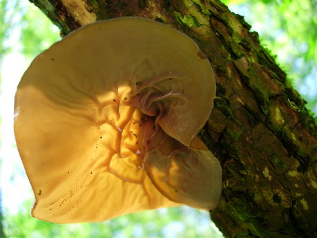 Nel fuoco del inferno... Quiz