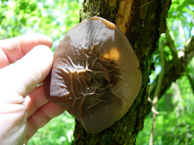 Nel fuoco del inferno... Quiz