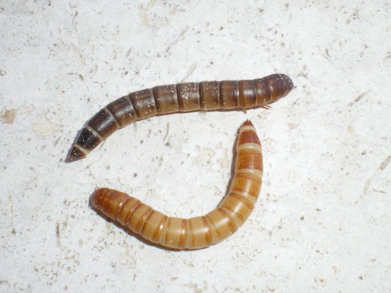 Tenebrio obscurus: confronto larve con T. molitor