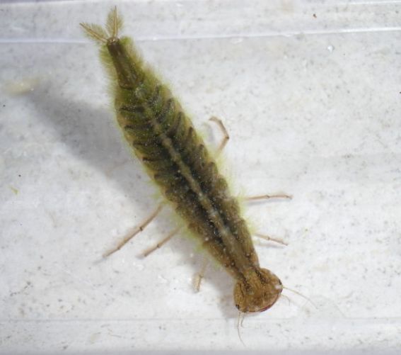 Larva di Dytiscidae da vicino