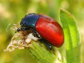 Chrysolina grossa?