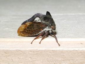 Uno strano elmo...Centrotus cornutus