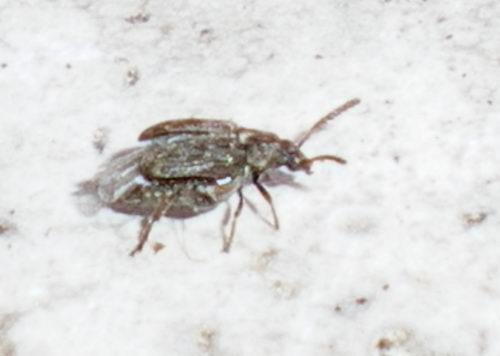 Chrysomelidae Bruchinae in decollo