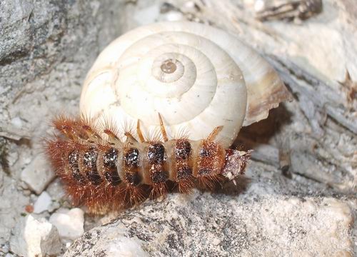 Drilus sp.